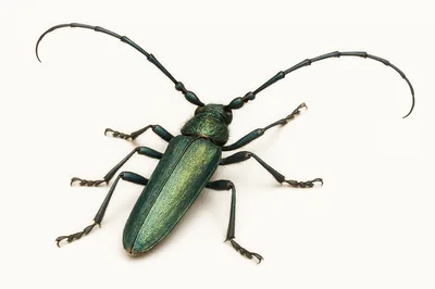 Musk Beetle Aromia Moschata on White Background