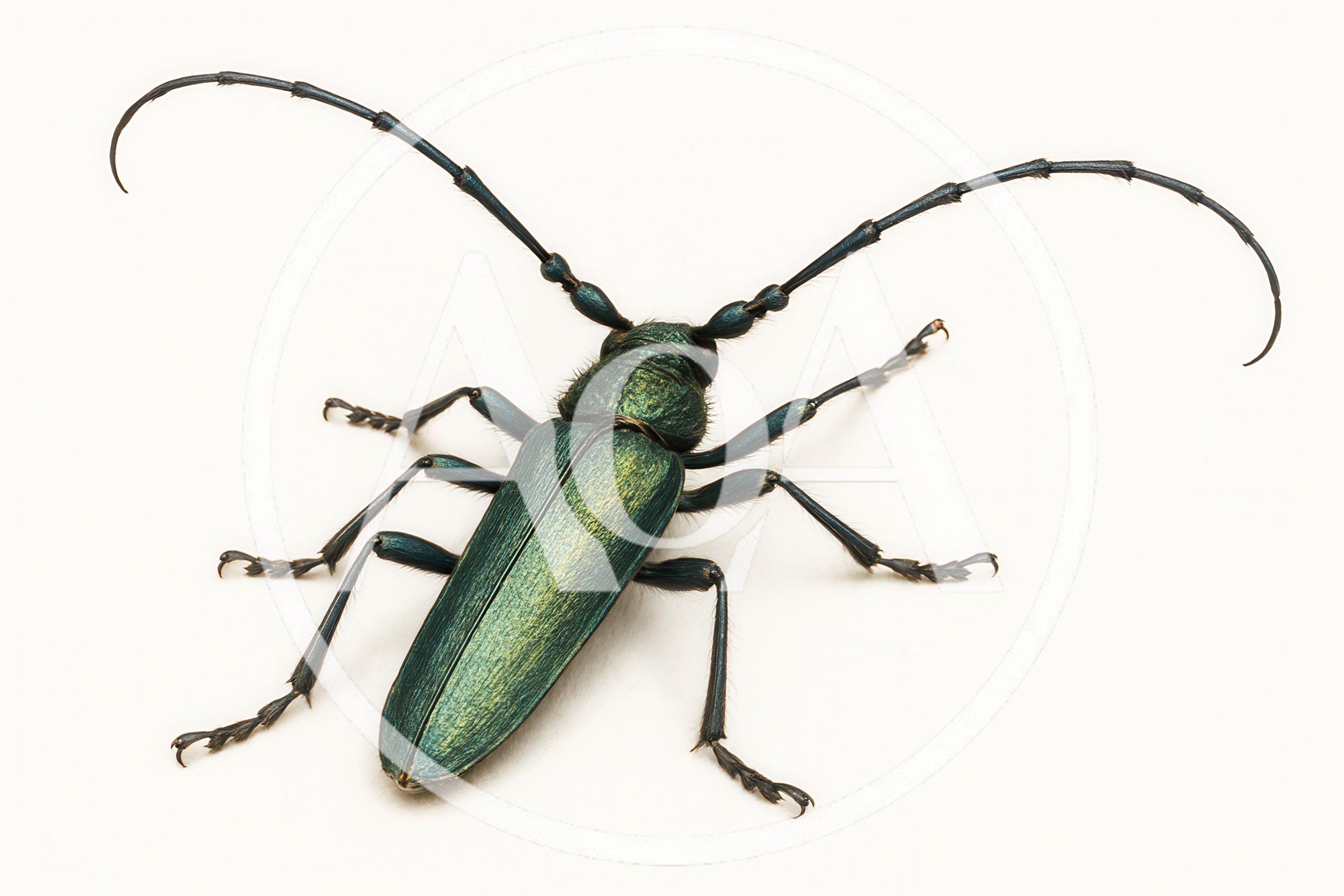 Musk Beetle Aromia Moschata on White Background