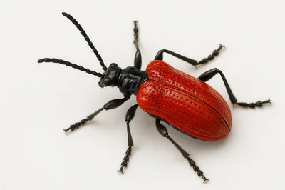 Scarlet Lily Beetle on White Background