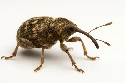 Macro Shot Of An Acorn Weevil On White Background