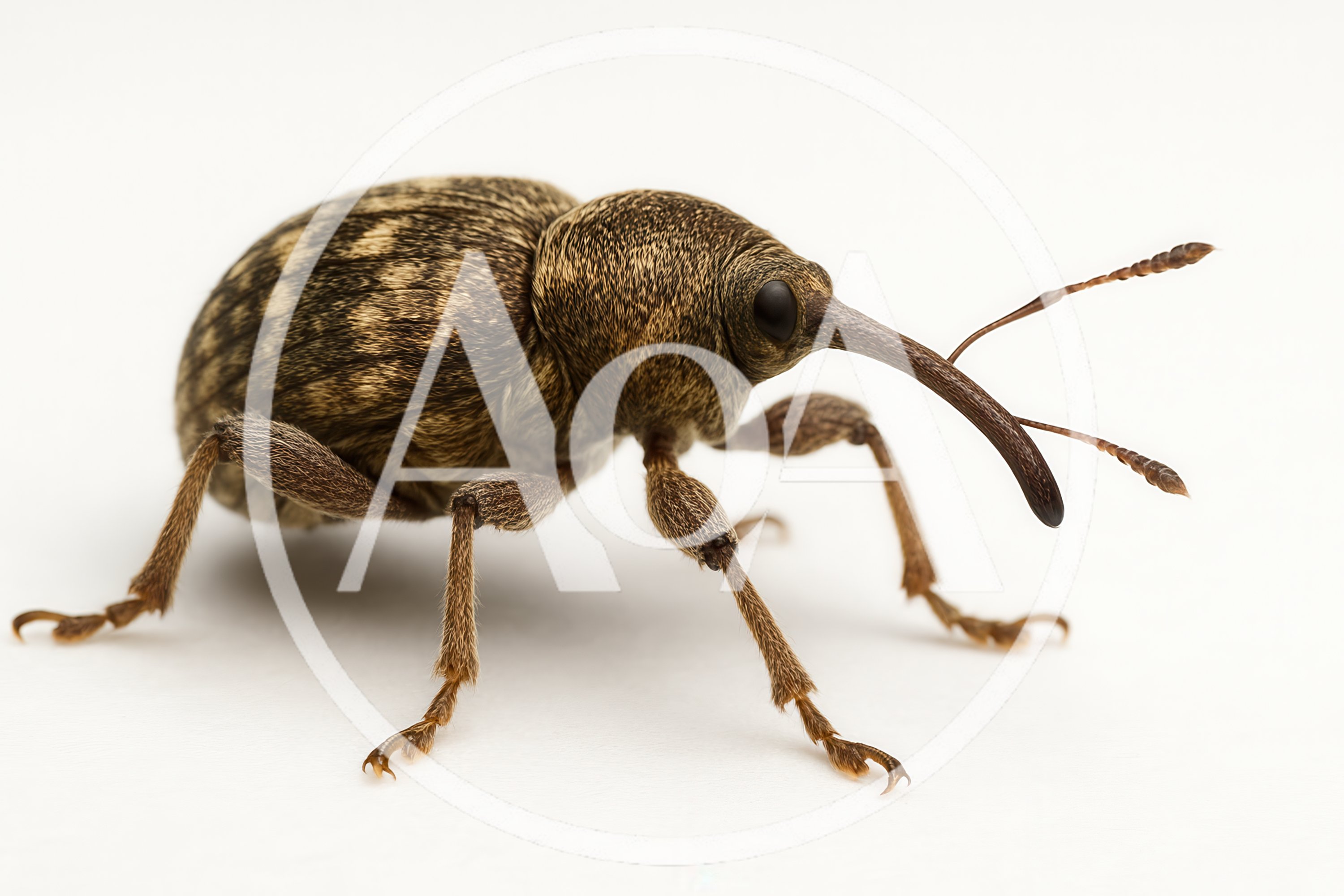Macro Shot Of An Acorn Weevil On White Background