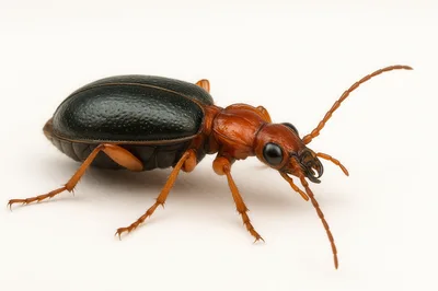 Macro Shot Of A Bombardier Beetle On White Background