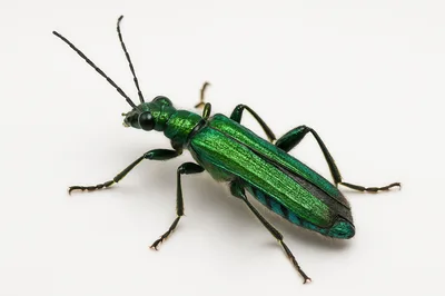 Macro Shot Of A Metallic Green Blister Beetle