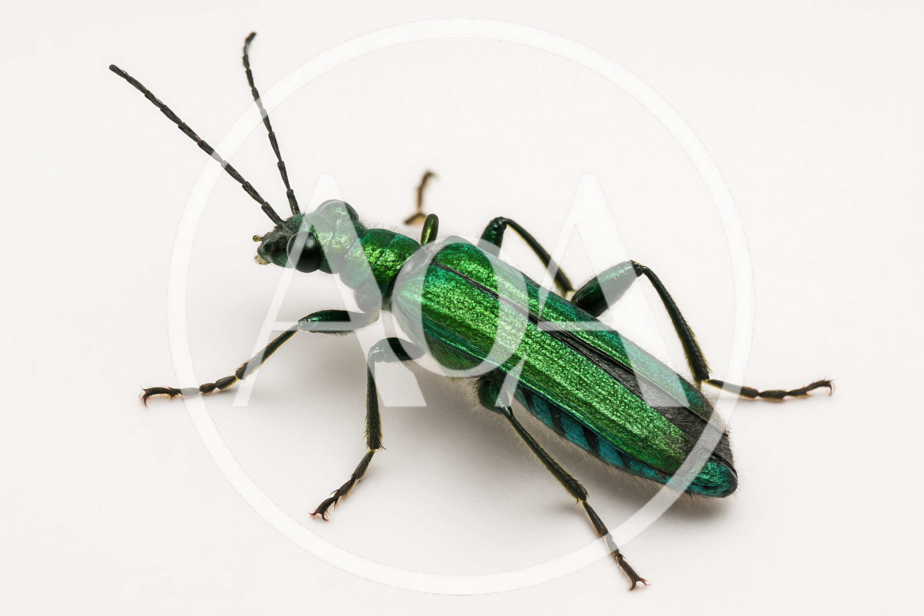 Macro Shot Of A Metallic Green Blister Beetle