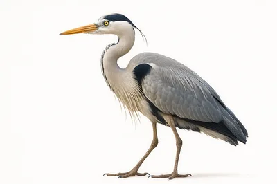 Grey Heron Standing Isolated On White Background