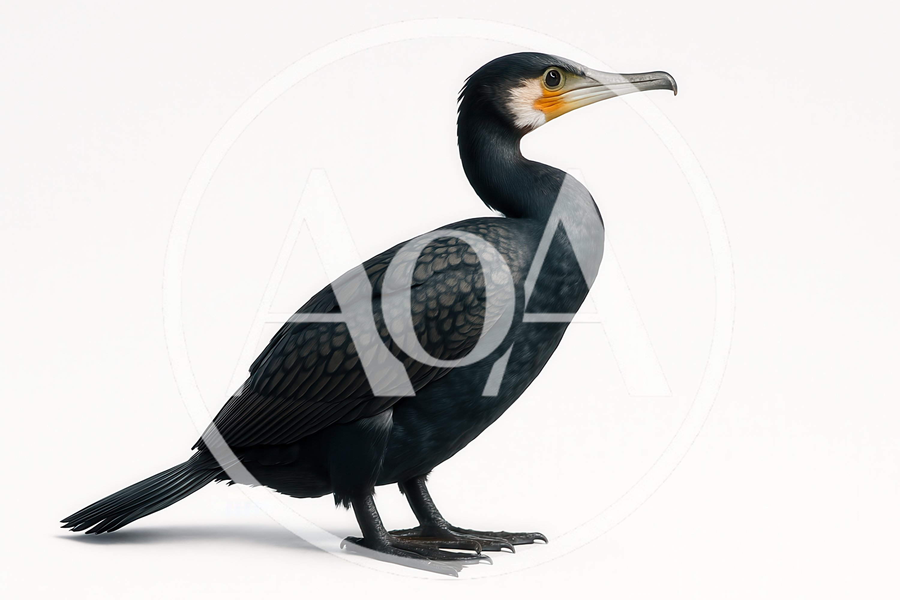 Great Cormorant Standing Isolated On White Background