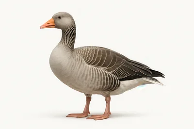 Greylag Goose Standing On A White Background