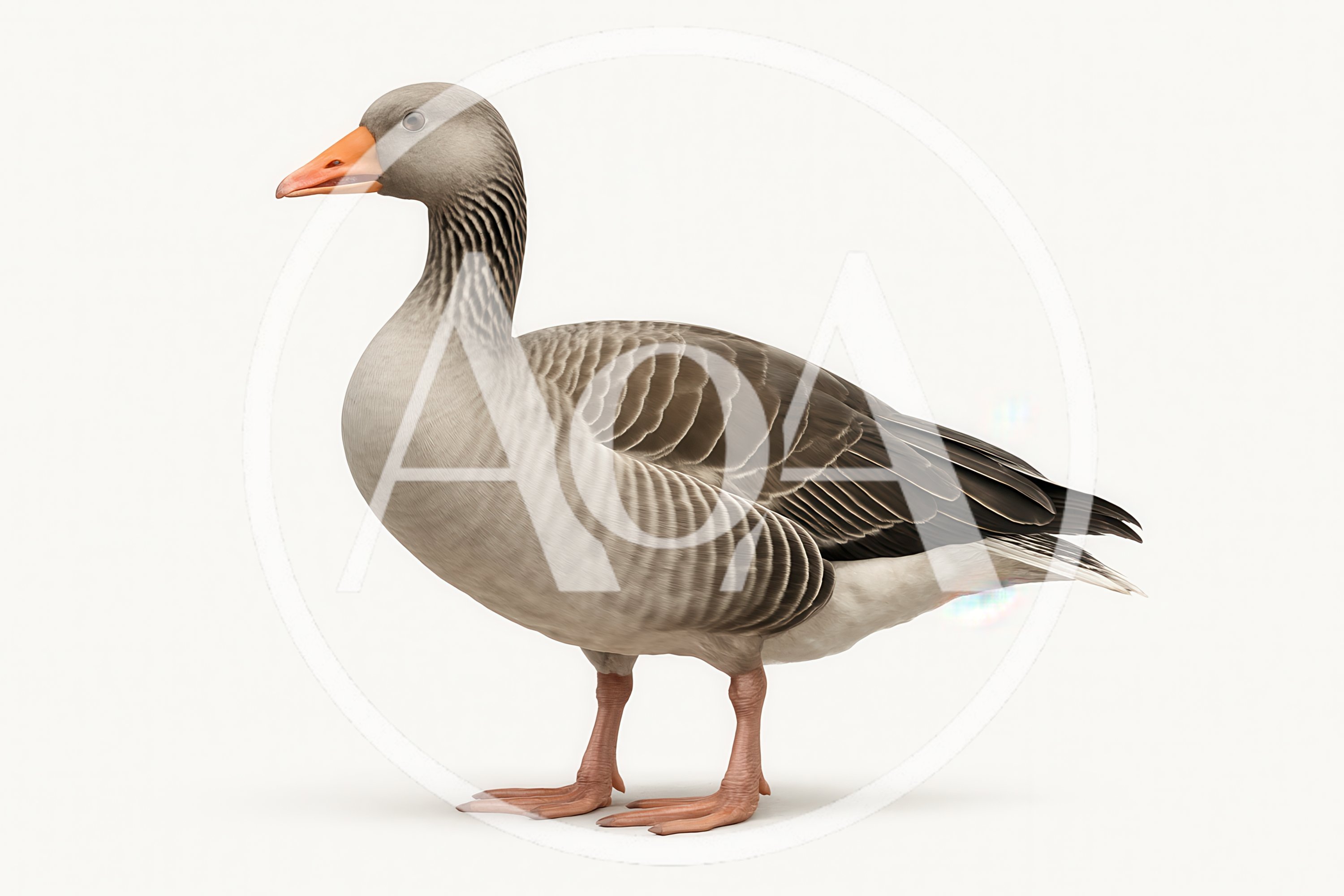 Greylag Goose Standing On A White Background