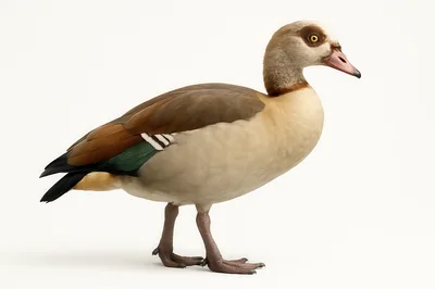 Egyptian Goose Standing Isolated On White Background