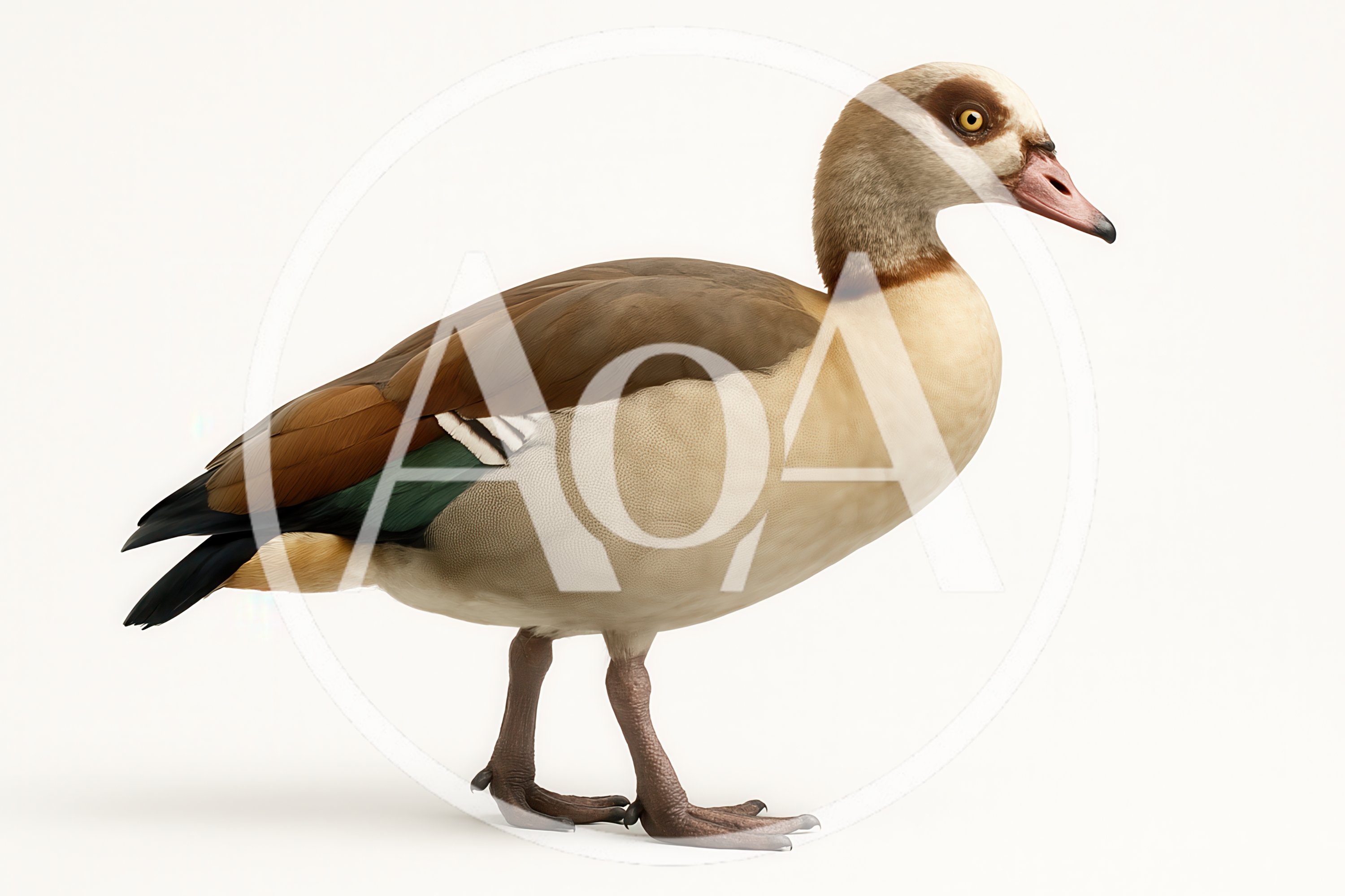 Egyptian Goose Standing Isolated On White Background