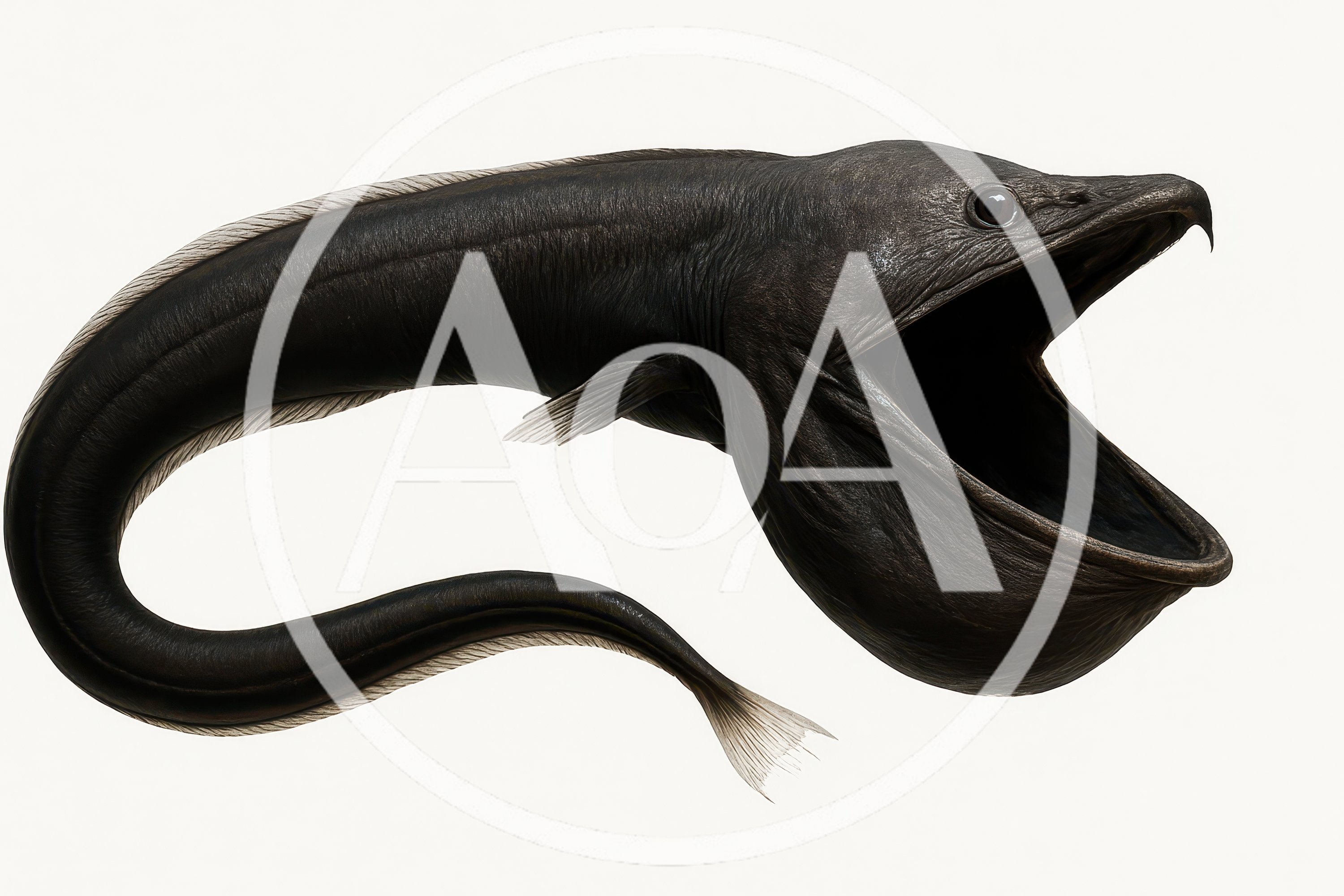 Deep Sea Gulper Eel With Open Mouth