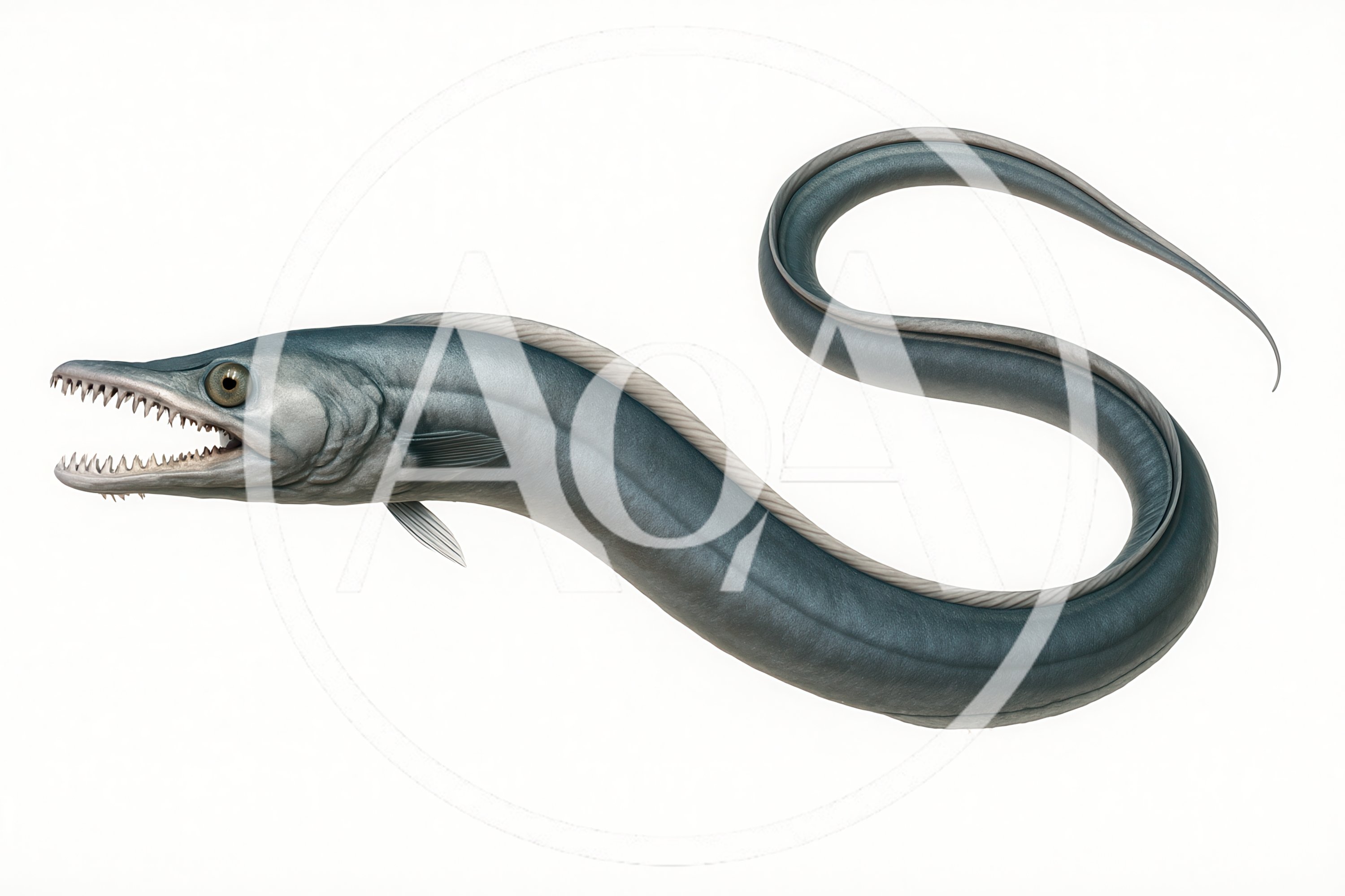 Deep Sea Eel With Sharp Teeth Isolated