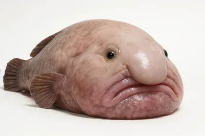 Blobfish Isolated On A Plain White Background
