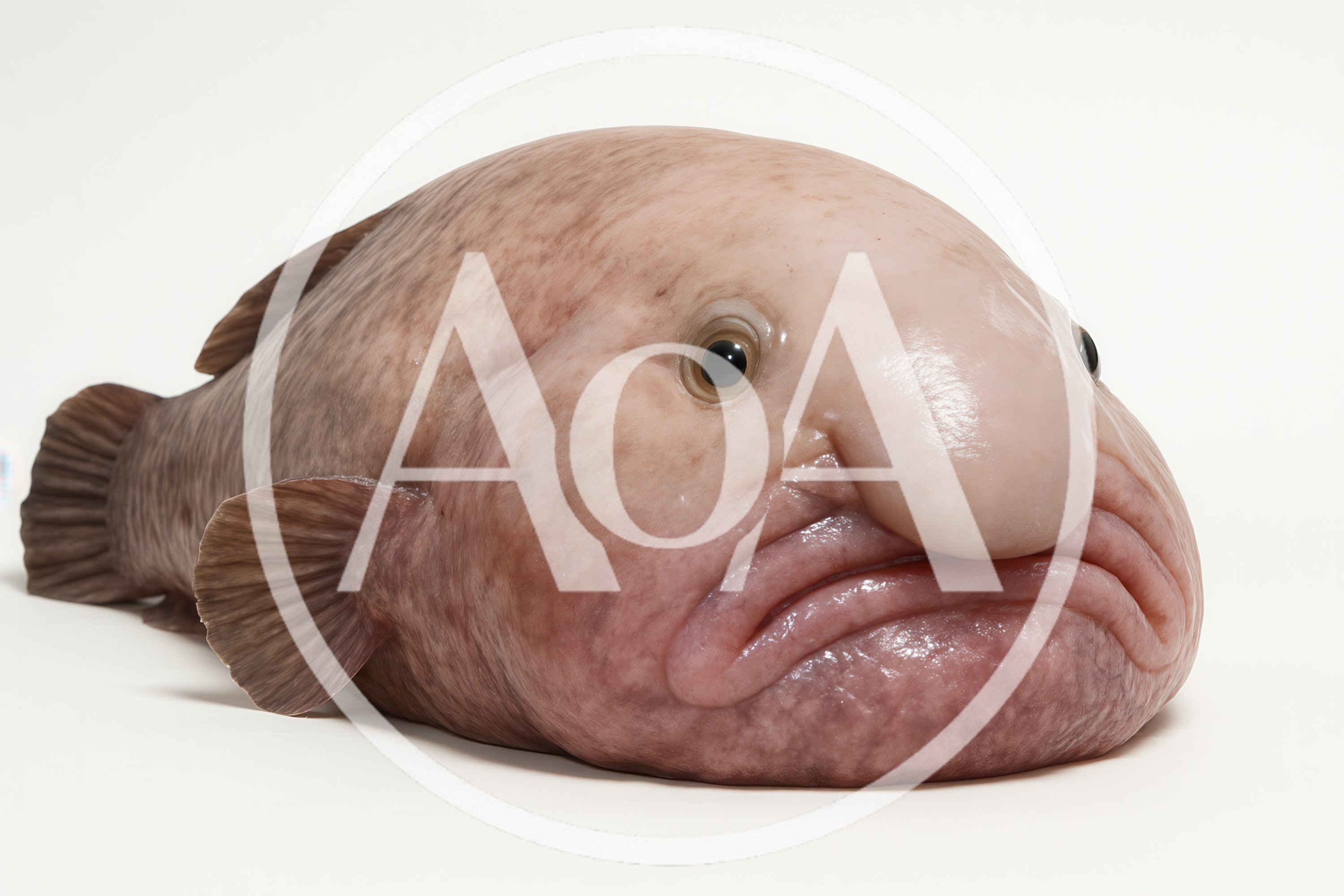 Blobfish Isolated On A Plain White Background