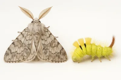 Pale Tussock Moth And Caterpillar Side By Side