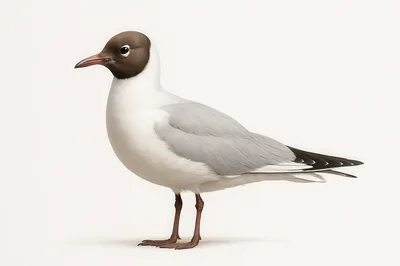 Black Headed Gull Standing On White Background