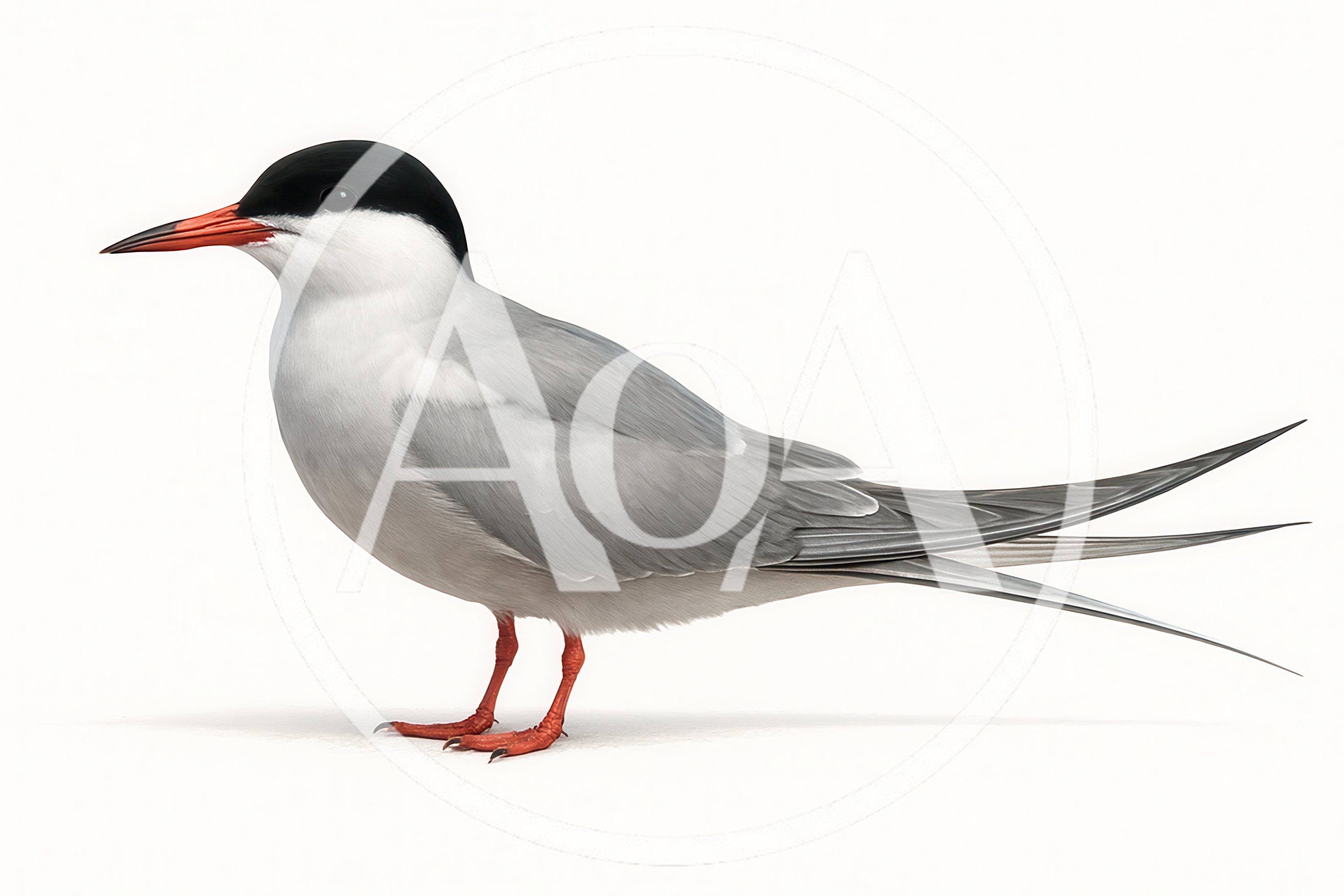 Arctic Tern Standing Isolated On White Background