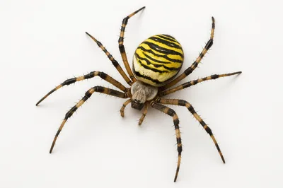 Wasp Spider Isolated On White Background