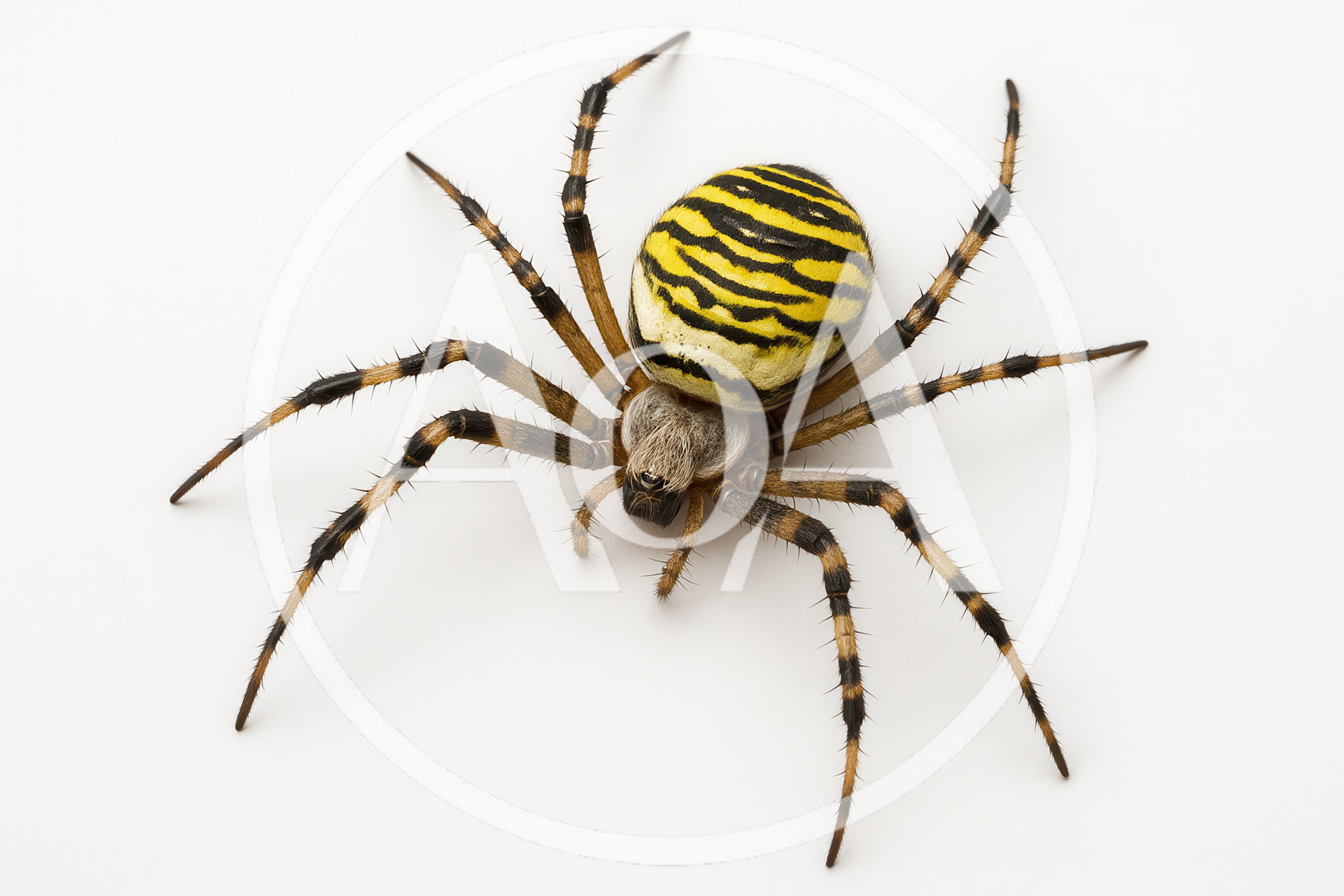 Wasp Spider Isolated On White Background