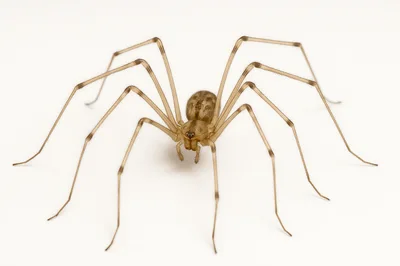Cellar Spider Standing on White Background