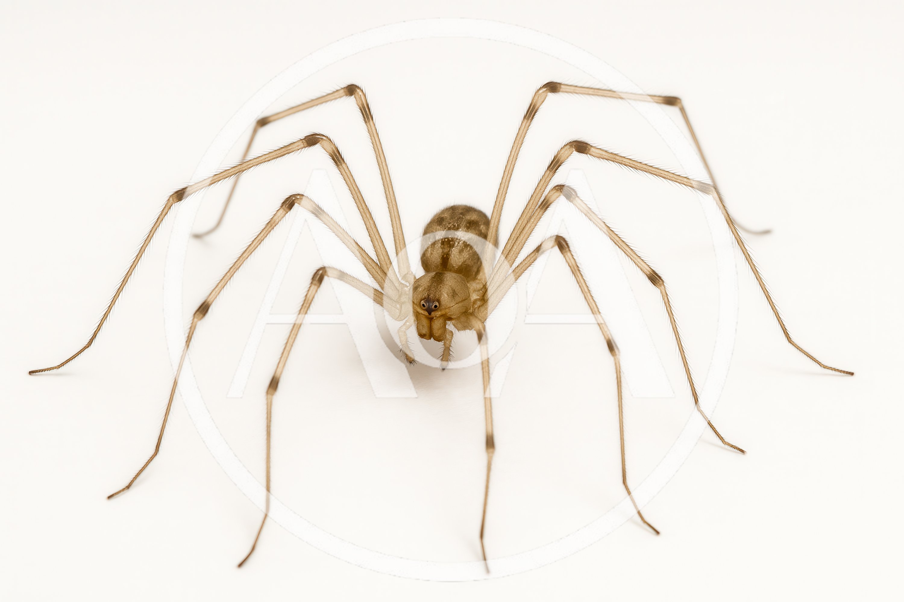 Cellar Spider Standing on White Background