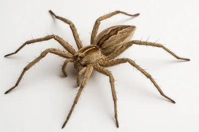 Brown Nursery Web Spider On White Background