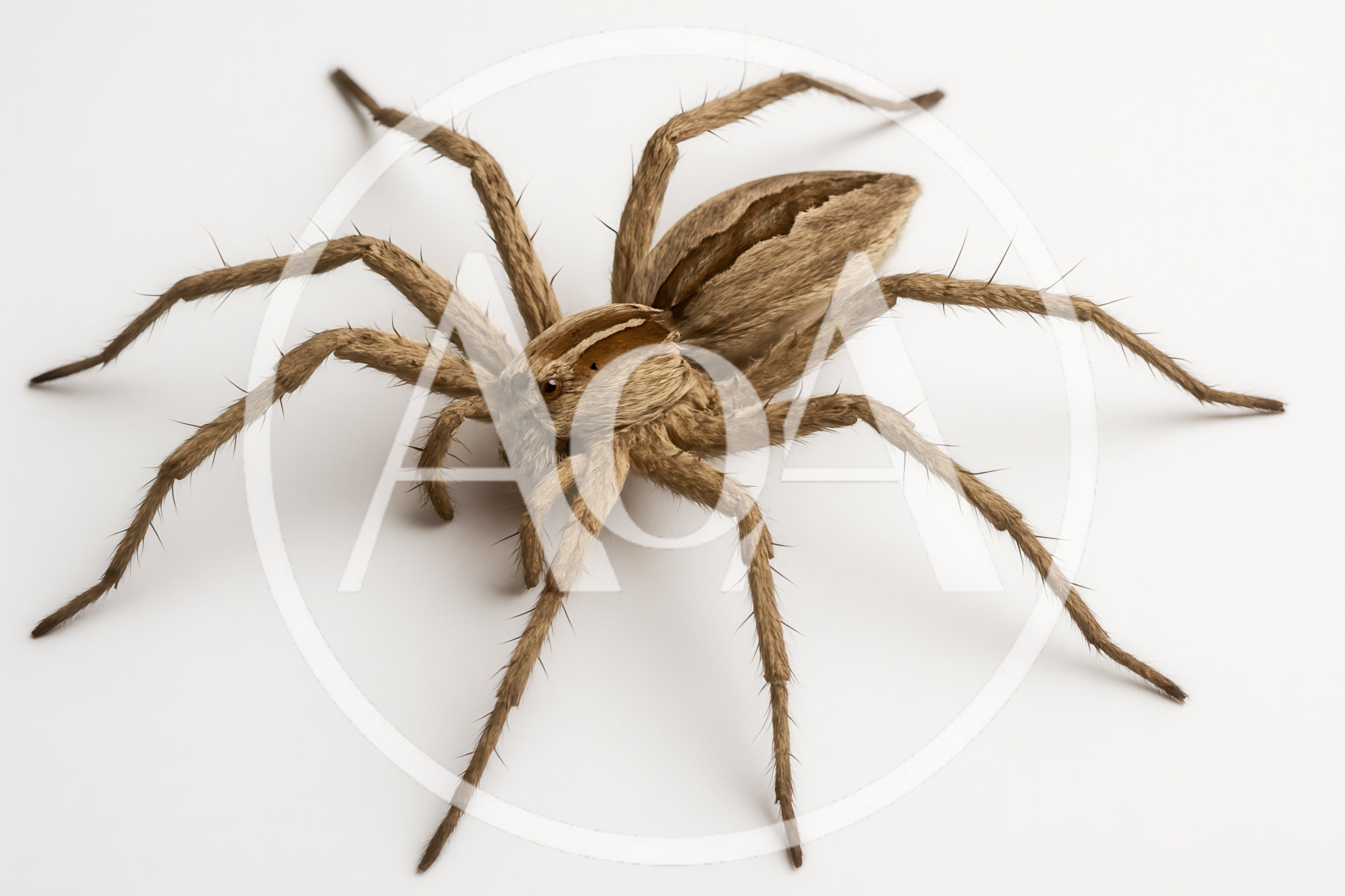 Brown Nursery Web Spider On White Background