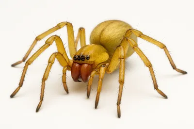 Yellow Sac Spider Isolated On White Background