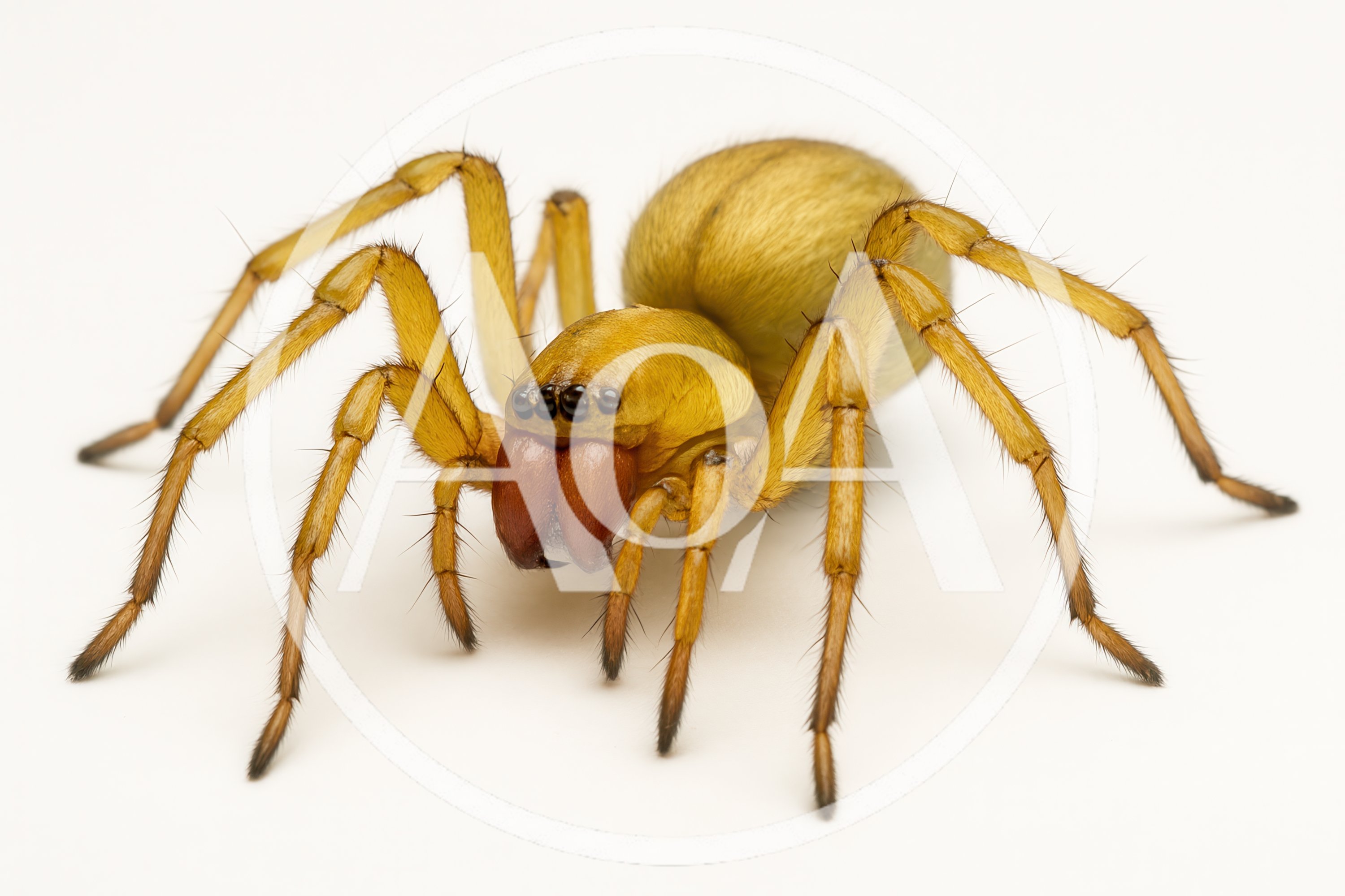 Yellow Sac Spider Isolated On White Background