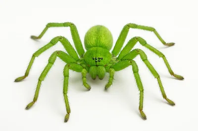 Vibrant Green Huntsman Spider Isolated On White Background