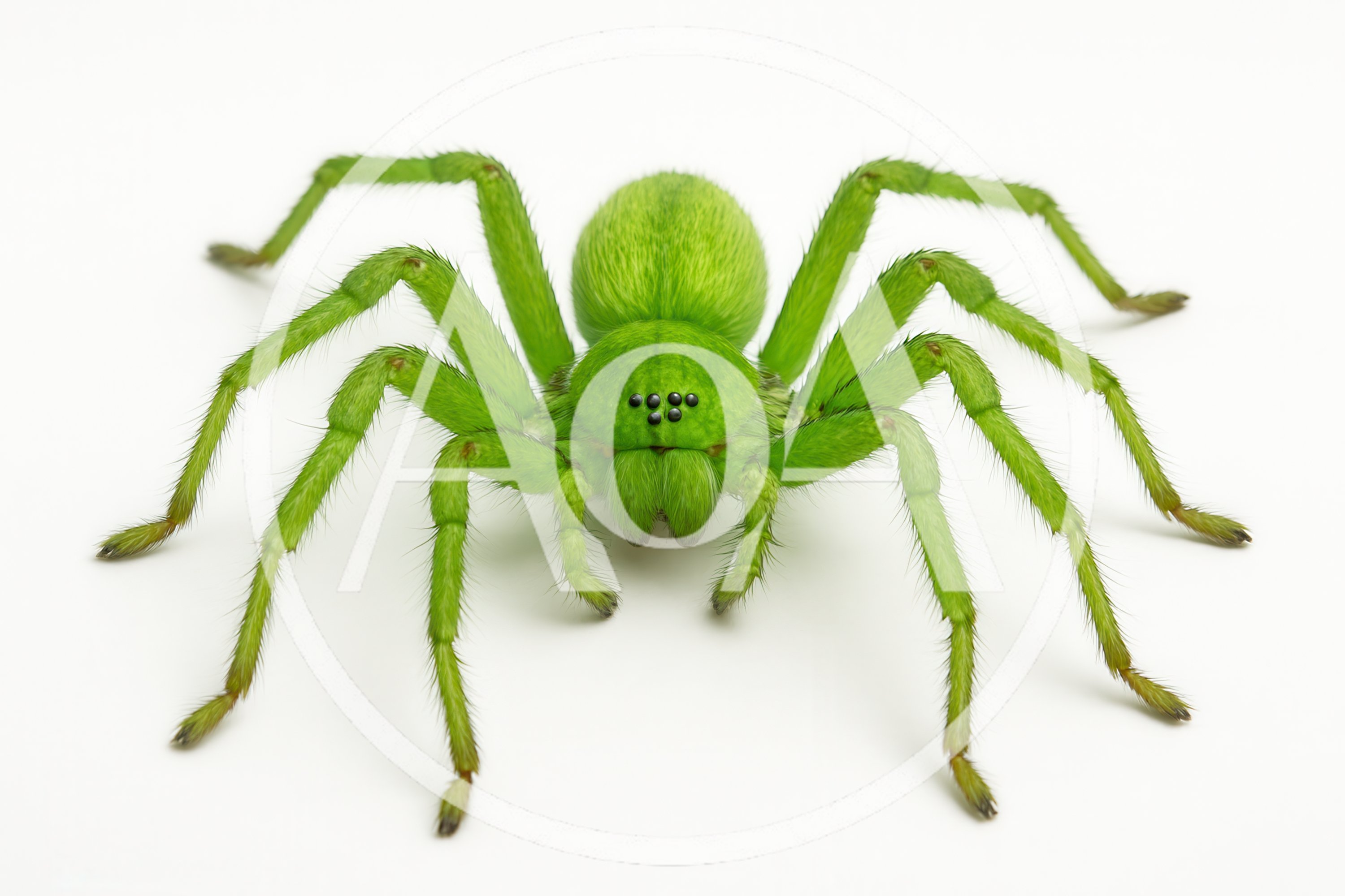 Vibrant Green Huntsman Spider Isolated On White Background