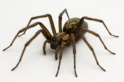 Giant House Spider Isolated On White Background