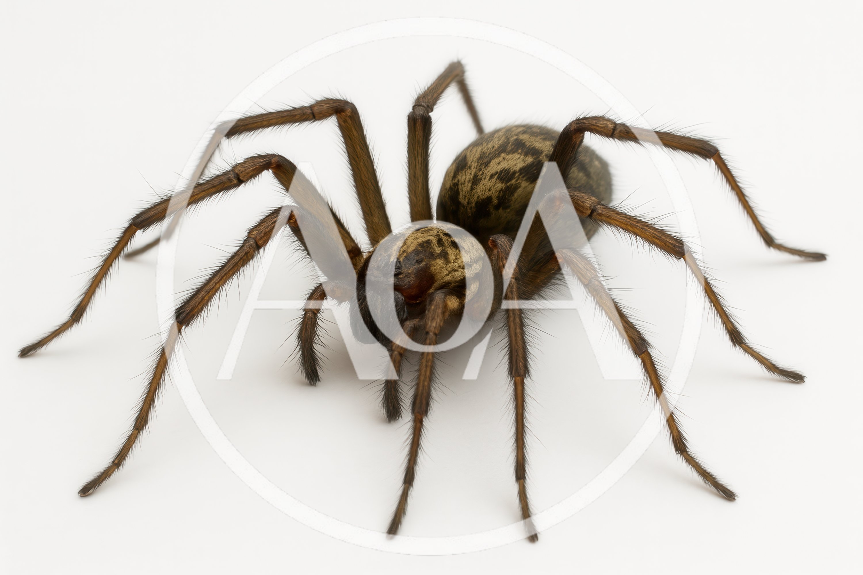 Giant House Spider Isolated On White Background