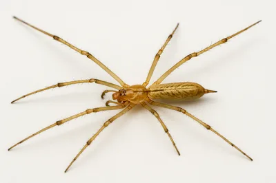 Macro Shot Of A Long Legged Yellow Sac Spider