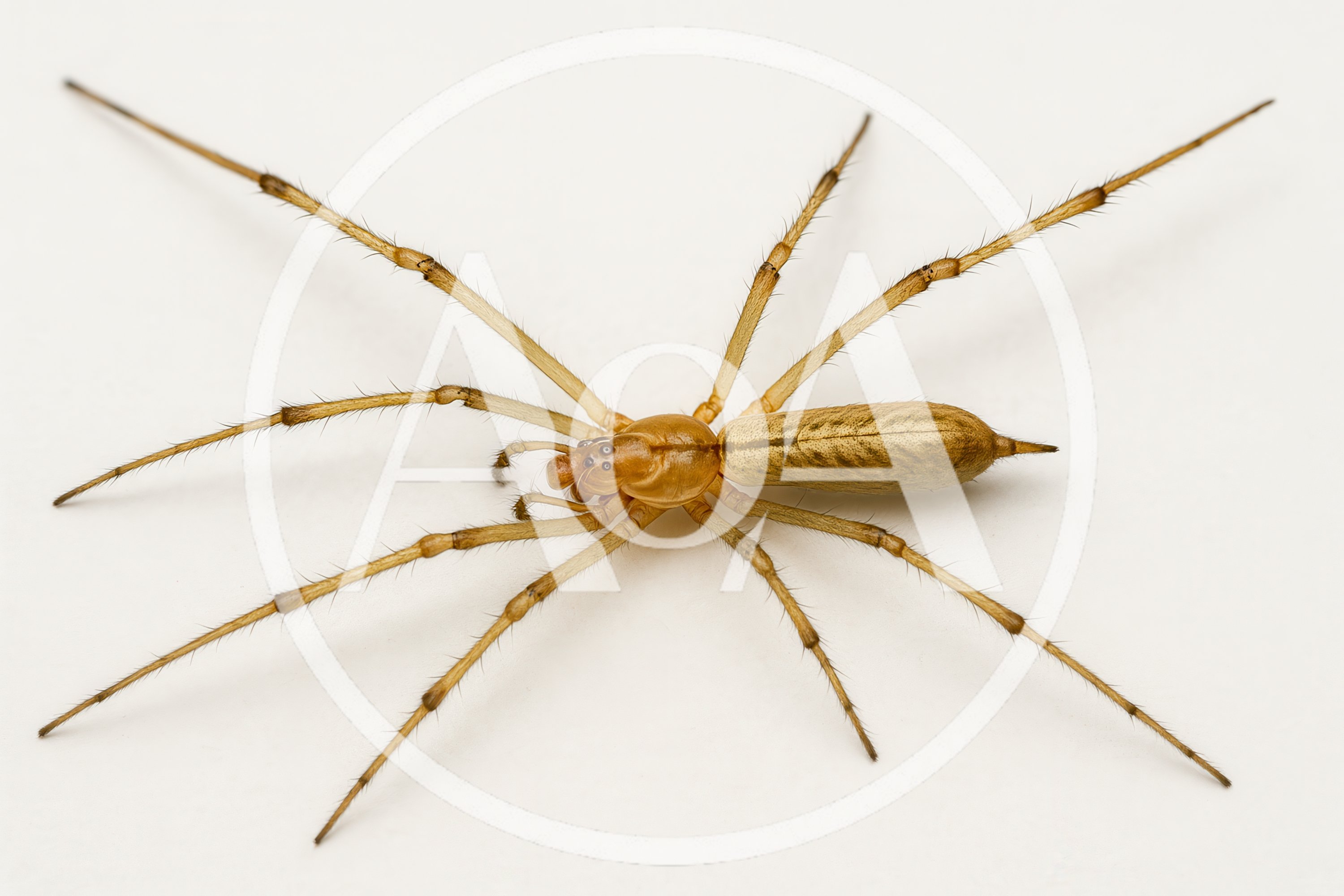Macro Shot Of A Long Legged Yellow Sac Spider