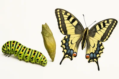 Life Cycle Stages Of A Swallowtail Butterfly