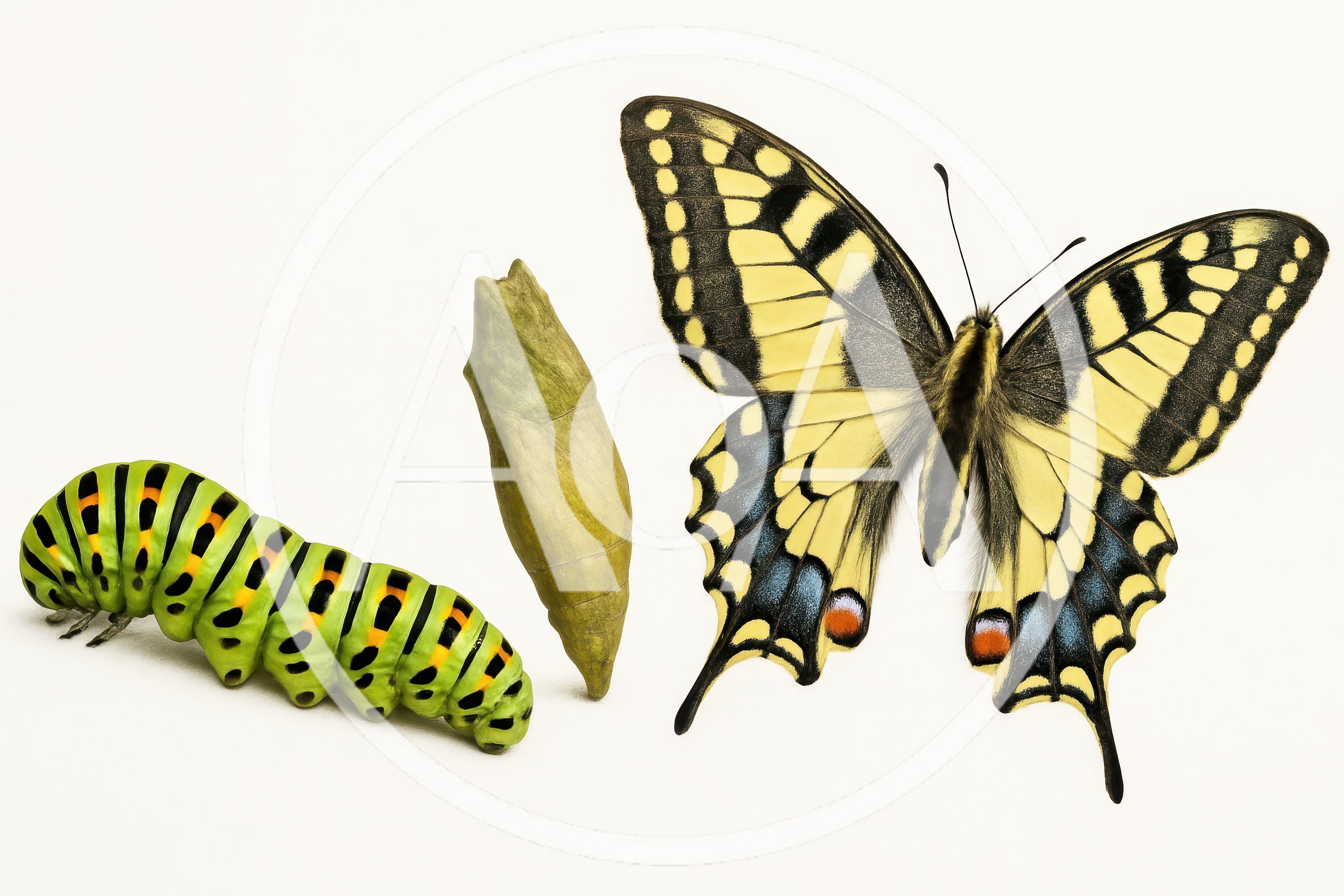 Life Cycle Stages Of A Swallowtail Butterfly