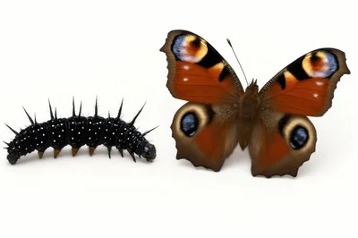 Peacock Butterfly Caterpillar And Adult Butterfly Side By Side