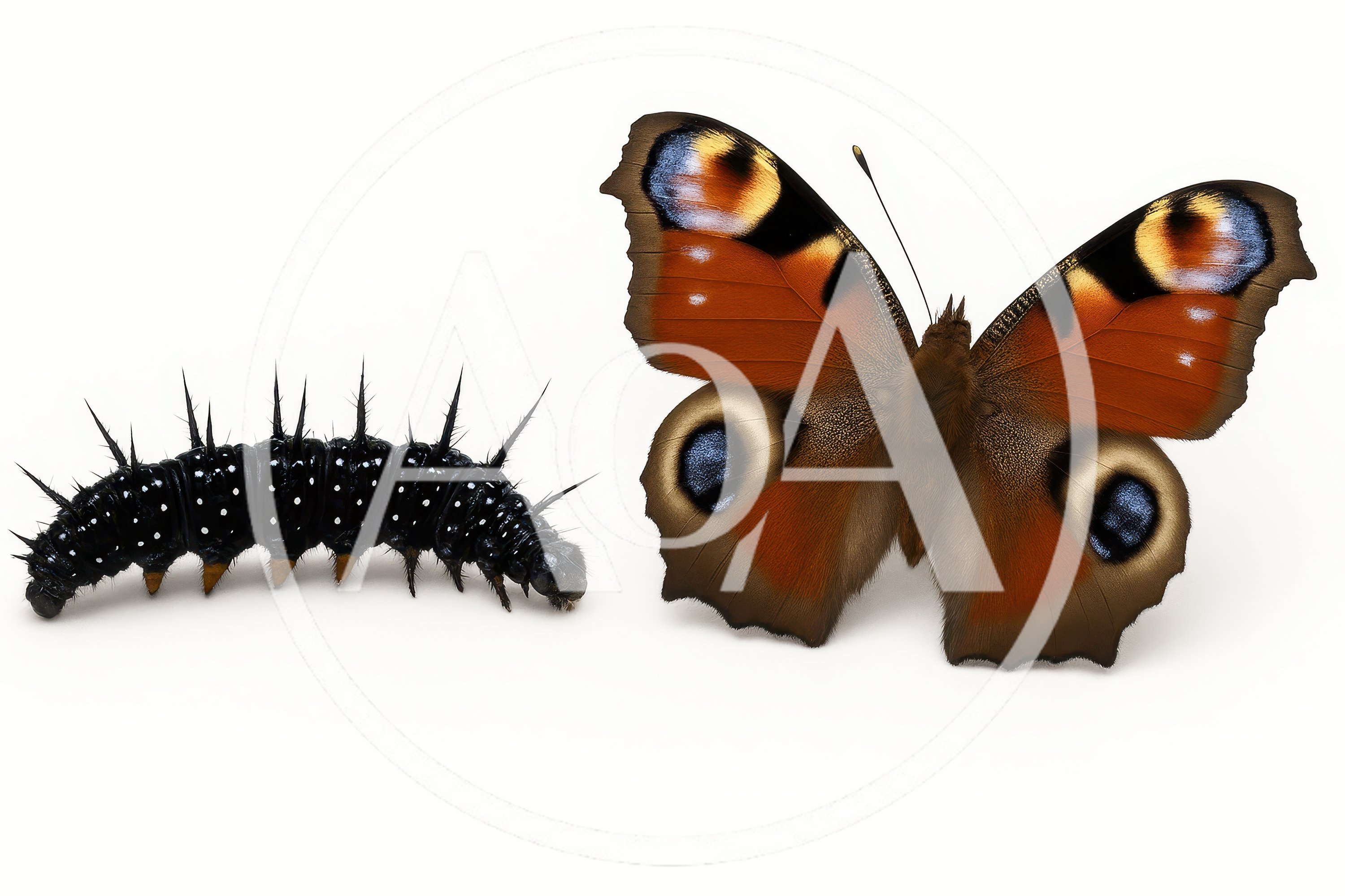 Peacock Butterfly Caterpillar And Adult Butterfly Side By Side