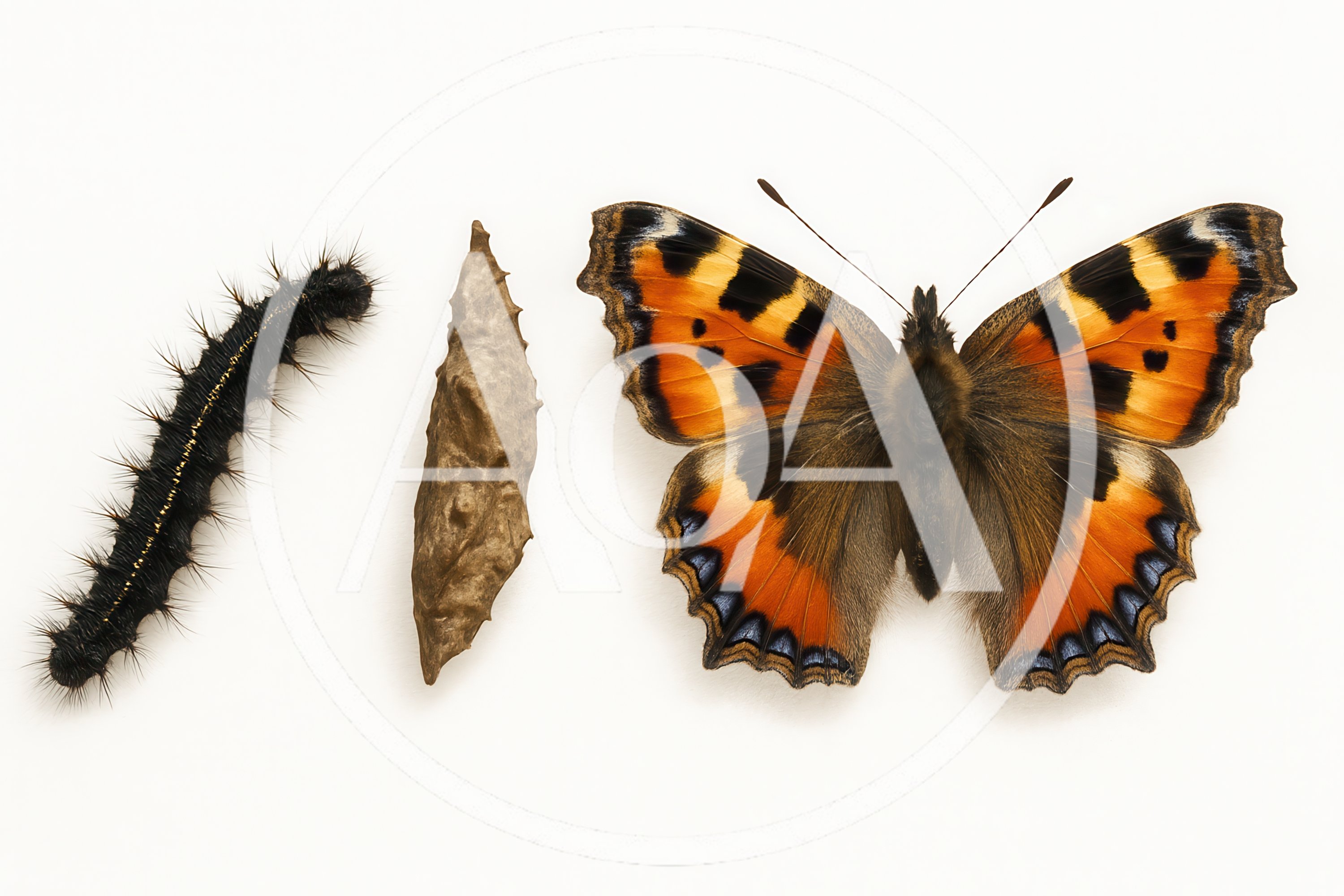 Life Cycle Stages of a Small Tortoiseshell Butterfly