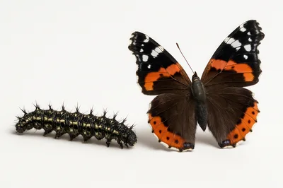 Red Admiral Butterfly And Its Spiky Caterpillar
