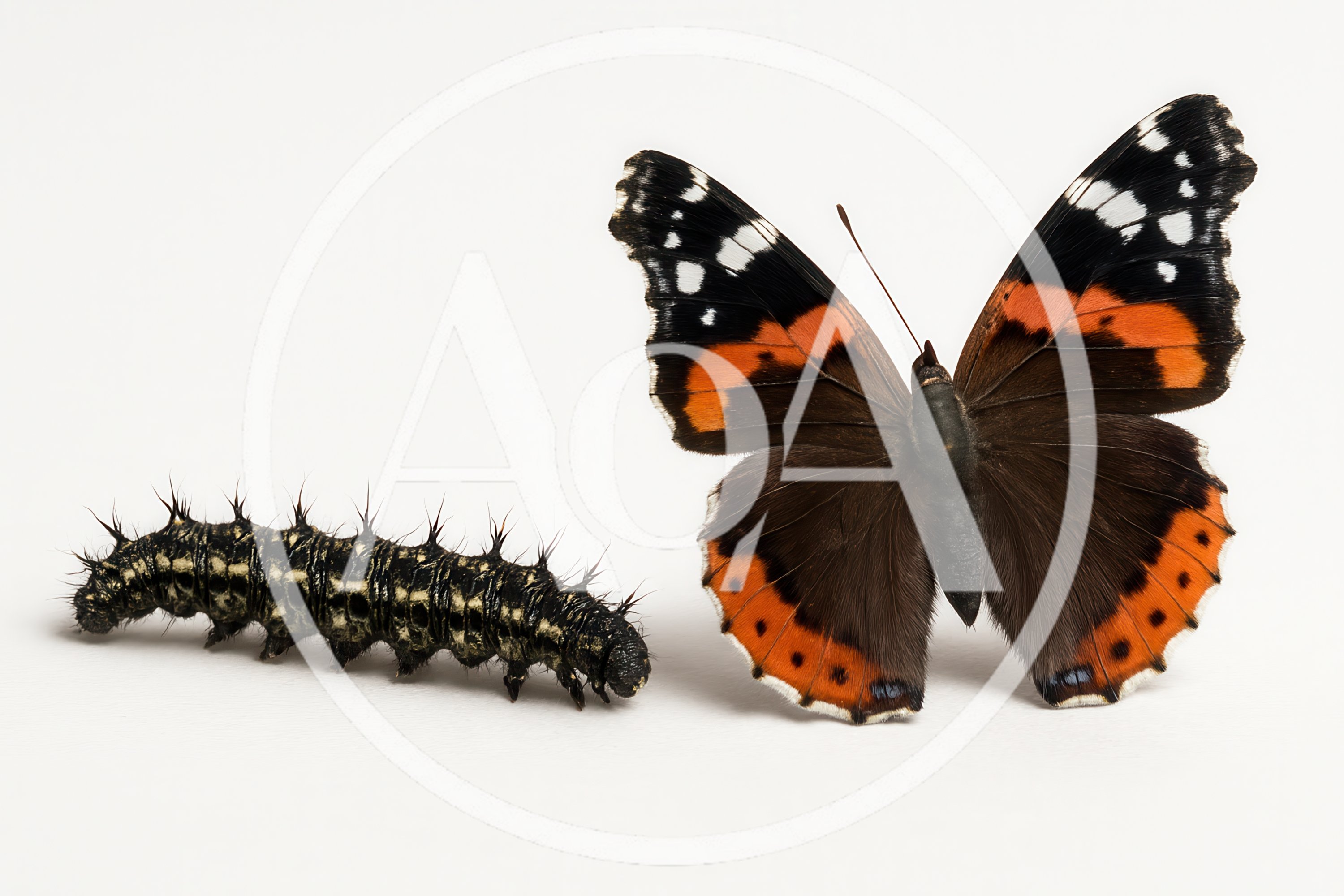 Red Admiral Butterfly And Its Spiky Caterpillar