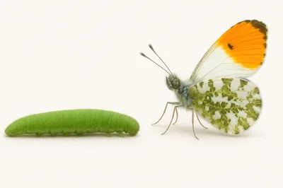 Green Caterpillar And Orange Tip Butterfly Side By Side