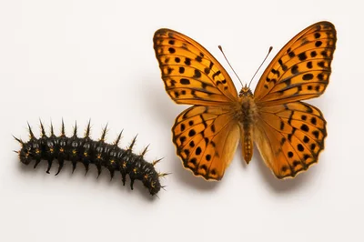 Spiky Black Caterpillar And Orange Fritillary Butterfly