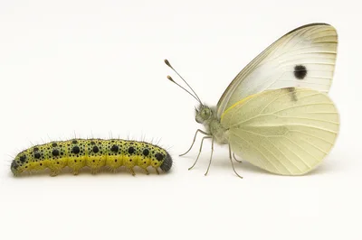 Large White Butterfly And Caterpillar Side By Side