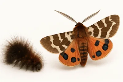 Garden Tiger Moth And Its Hairy Caterpillar