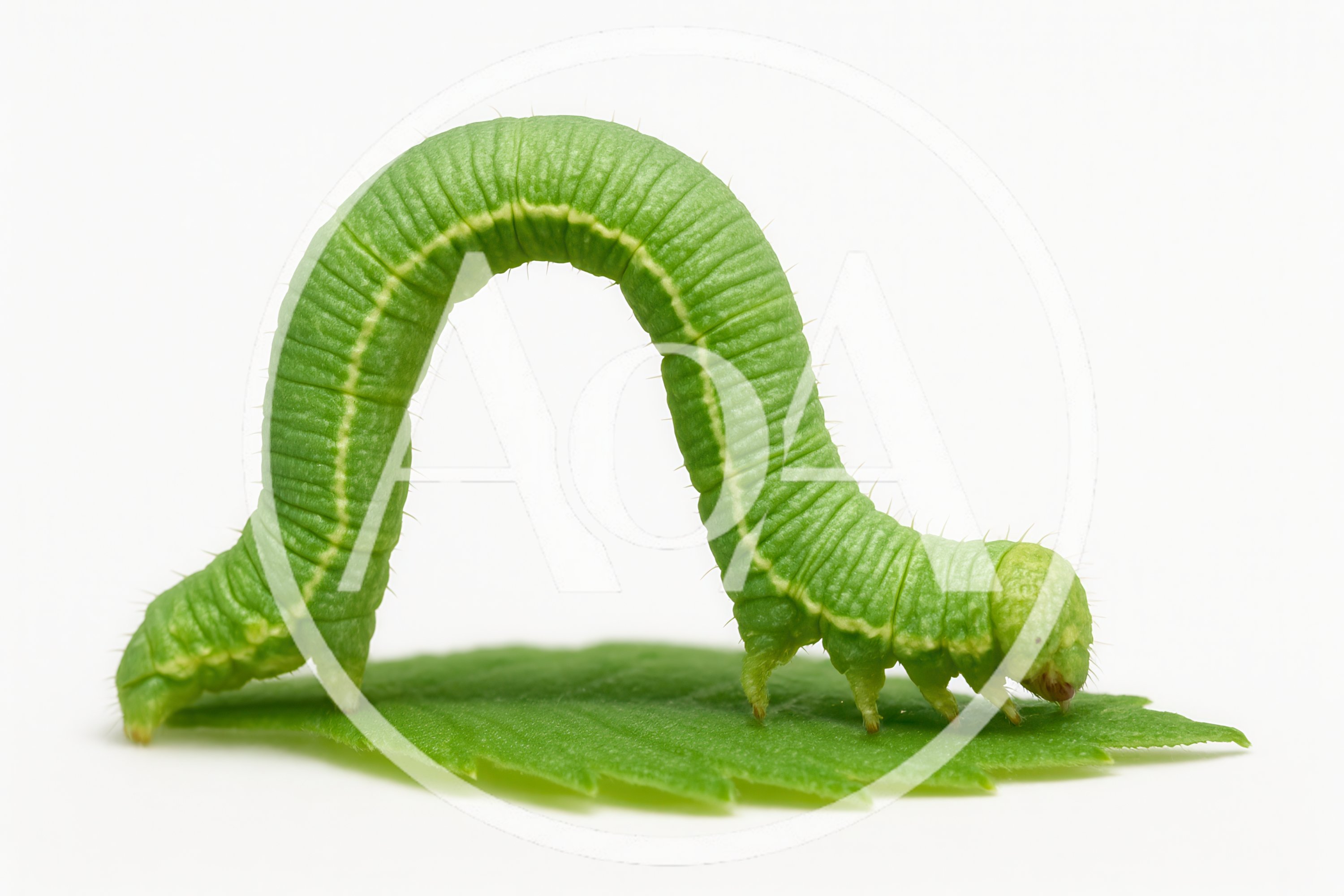 Green Inchworm Caterpillar Crawling On A Leaf