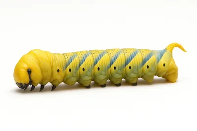 Yellow And Blue Striped Caterpillar On White Background