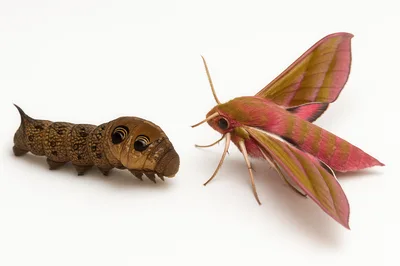 Elephant Hawk Moth Caterpillar And Adult Moth
