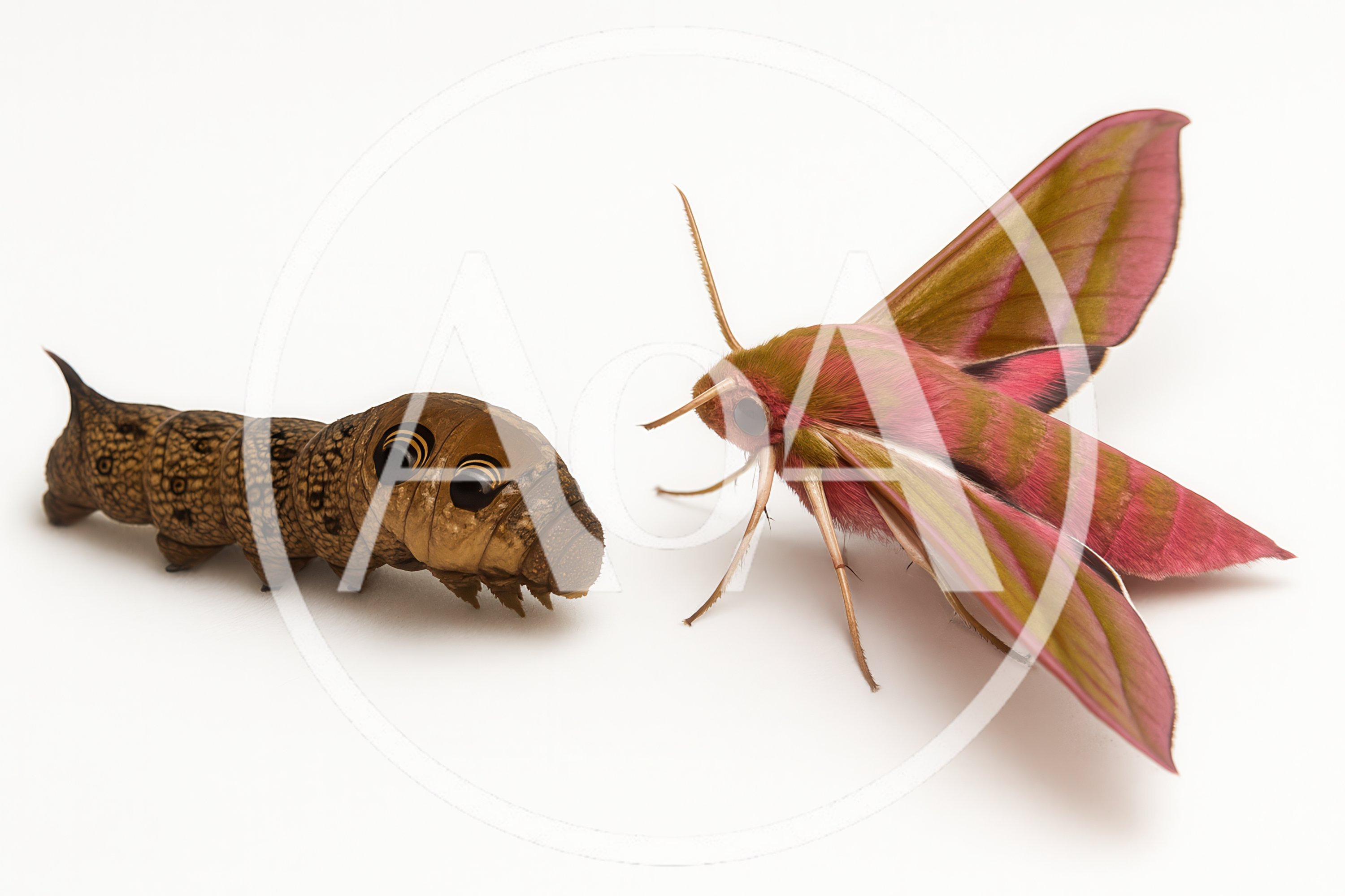 Elephant Hawk Moth Caterpillar And Adult Moth